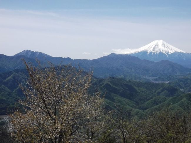 たぶん史上初の10連休、皆さんはいずこに!?<br />私は最初、派手に海外旅行と当然のごとく考えましたが、迷っているうちに航空券が高騰！　じゃ春スキーと方向転換しましたが、４月に入ってからの暖かさに断念。結局、東京周辺の低山歩きに(笑)<br />前日(27日)は予報に反する小雨に山はやめて真昼の飲み会になりましたが、今日は一転晴天。40年近く前に登った百蔵山と扇山を結んで歩きました。<br />一応人混みを避けたつもりですが、東京周辺の山はなかなかの賑わい。駅からみるとなだらかな山容ですが、結構急な登山道。もちろん整備ばっちりで危ないことはありません。<br />どちらの山頂も、富士山や丹沢などの展望が大きく、楽しい一日でした。ただ、久しぶりに６時間も歩いたので、筋肉痛気味(苦笑)