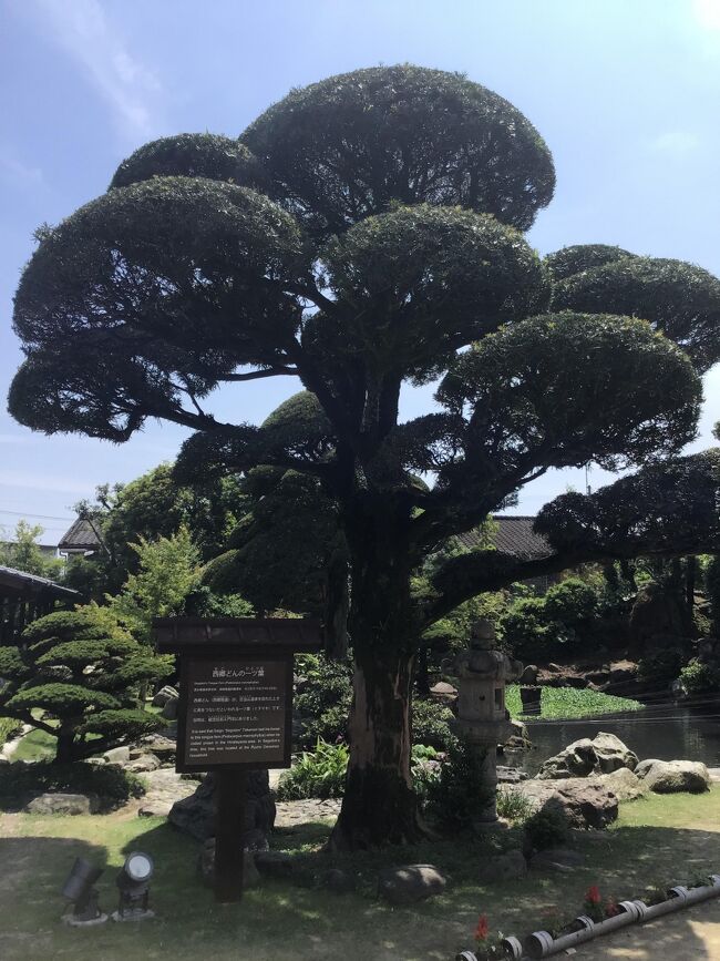 日当山西郷どん村は西郷さんが日当山に滞在して宿泊していた龍宝家を再現して、展示と交流スペースが備えられています。土日はシルバー観光ガイドスタッフの方が駐在してコースを案内してくださいます。午前中は駐車場は満杯になるそうです。ランチバイキングを目当てにしている方が多いそうです。ゆっくりと見学されるのであれば昼からの訪問が良いかと思います。