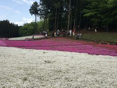 春のお散歩 羊山公園の芝桜、札所12番15番、今宮神社