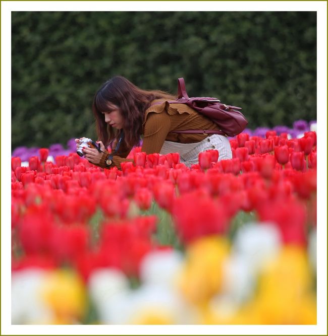 ■感動の花風景をお届けします。花はみんなをしあわせにする♪<br />　世良高原農場チューリップ祭／広島県世羅郡世羅町<br /><br />【　手記　】<br />　平成最後の日、今年も行って来ましたー！広島県のドまんなか、花いっぱいになった春の世羅高原～。<br />　あっそうかあー、さほど新鮮さがないと思ったが、3週間前にもここ世良高原農場で※さくら祭りがあったのでお花見に来たんだったー∠（＾＾；ﾊﾊ･･<br />　※さくら祭り https://4travel.jp/travelogue/11478549<br />　今年も世良高原農場でチューリップ祭が開催されていました。毎年同じような内容のブログになりあまり新鮮さがありませんが、またまたチューリップ観賞へ行って参りました。そのときの様子をアップします。<br />　早朝出発、到着時刻は午前８時ころ。GW中はこの日の午前中しか時間が取れないもんで仕方なく雨天でも行って参りました。小雨の中＆雨上がり後の観賞と相成りましたので写真の写りが悪い悪い。<br />　このたびは天候不良でGWなのにお客さんもまばら、ガラガラ状態の園内。湿度が高く絵的には過去最悪でした。（と言うことで、今回は華やかさが足りないので過去の写真もオマケとしてアップしております。表紙の写真も。）<br />　花いっぱいになった春の世羅高原はわたくしの大好きな場所のひとつです。今までに何度も何度も訪れていまーす。自然豊かな花の高原には、な～んか「癒しの匂い」とでも言うのか、そんなものがあるような気がするんですねー。<br />　都会の喧騒を離れ、心身ともにリフレッシュするにはこの「花咲く高原」は最高の土地なんです。<br />　<br />▽世良高原農場／広島県世羅郡世羅町<br />　世羅町は、広島県の中東部に位置し東は府中市、南は尾道市、三原市、西は東広島市、北は三次市とそれぞれ接しています。<br />　通称「世羅台地」と呼ばれる標高350ｍ～450ｍの台地は、穏やかな気候と風土に恵まれて、春夏秋冬、四季折々の装いを見せます。<br />　季節によって様々な花を栽培する観光農園「世羅高原農場」で４月１５日から春のチューリップ祭が開催されました。チューリップ約300種75万本、花植栽面積は約65,000㎡。<br /><br />▽チューリップの花言葉の由来<br />　チューリップそのものの花言葉は「 思いやり・博愛 」です。花言葉の由来はこう言われています。<br />　３人の騎士から求婚された美しい少女が、その心根の優しさから誰のことも選べず、また断ることも出来ずに困り果てていました。悩んだ末に少女は、花の神様に自分を花に変えてもらうのですが、その花がチューリップでした。３人の騎士は、そのチューリップを大切に育てたといわれています。<br />≪チューリップの花言葉≫<br />　赤･･･愛の告白・愛の宣告　　白･･･新しい恋・失われた愛・失恋 <br />　黄･･･名声・正直・実らない恋・望みのない恋 <br />　紫･･･不滅の愛・永遠の愛・私は愛に燃える　　緑･･･美しい瞳<br />　桃･･･恋する年頃・愛の芽生え・誠実な愛　　斑･･･疑惑の愛　<br /><br />　毎年畑の絵を考えて作付けされているようです。今までいろんな模様がありました。<br />　2008チューリップ畑 https://4travel.jp/travelogue/10235792<br />　2009チューリップ畑 https://4travel.jp/travelogue/10331777<br />　2010チューリップ畑 https://4travel.jp/travelogue/10454476<br />　2011チューリップ畑 https://4travel.jp/travelogue/10565949<br />　2012チューリップ畑 https://4travel.jp/travelogue/10668687<br />　2013チューリップ畑 https://4travel.jp/travelogue/10773312<br />　2014チューリップ畑 https://4travel.jp/travelogue/10884219<br />　2015チューリップ畑 https://4travel.jp/travelogue/11004167<br />　2016チューリップ畑 https://4travel.jp/travelogue/11125168<br />　2017チューリップ畑 https://4travel.jp/travelogue/11348504<br />