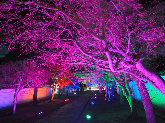 最近京都などの桜を見るのが定番になってる私の春の青春18きっぷ旅で、今年は姫路城の桜も見てみたいな!と思い急きょ計画を立て、青春18きっぷの旅をするために急いでホテルを予約し、4月4日から5泊6日で今回の主な目的地、姫路と京都へ桜を見に出かけてきました。<br /><br />4月6日、昼間は予定してた事が出来なかったので、京都で夜桜などを楽しめる所を探して、土曜日なのでメジャーな所はかなりの混雑になると思い、夜桜ではそれほど話題にならない「妙顕寺」さんでライトアップなどを楽しみました。<br />アクセスの面で人があまり来ない場所なんでしょうが、とても素敵なお寺さんで、当日は境内の桜も見頃になっていて綺麗でした^^。<br /><br />