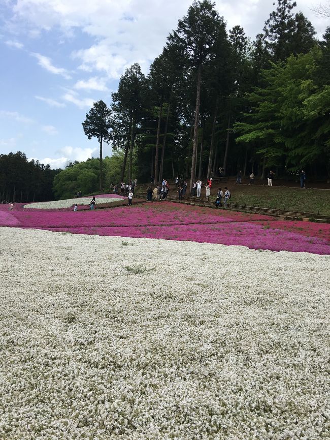 芝桜満開とネットでチェック。<br />翌日、西武線を利用し秩父散歩へ出かけました。<br />GW真っ只中、車内は予想通りの大混雑。<br />朝は曇り空でとても寒かったですが、昼ぐらいからいいお天気になってきました。芝桜、藤、ボタン、樹齢1000年のケヤキと見ることができ令和初の御朱印を頂きとても充実した1日となりました。<br />横瀬駅→羊山公園→野坂寺(12番札所)→少林寺(15番札所)→今宮神社→西武秩父駅