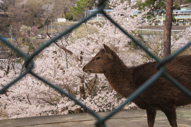 桜のある動物園は数多くあれど、花と飼育動物たちのコラボレーションを見られる施設って少ないんです。<br />この時期だけの光景を求めて、群馬県の桜の名所、桐生が岡公園内にある桐生が岡動物園へ行ってきました。<br /><br /><br />1（前編）→https://4travel.jp/travelogue/11484753