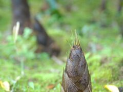 大多喜町でたけのこ狩り