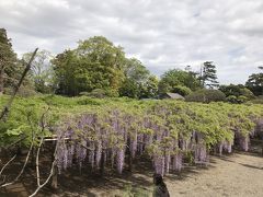 9尺藤ー牛島の藤