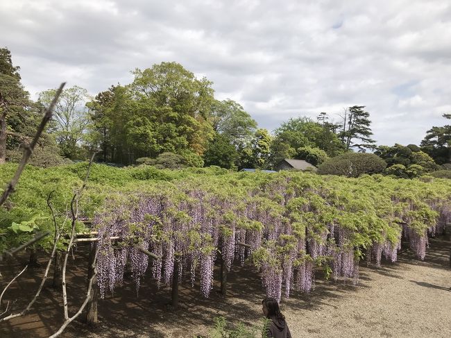 牛島の藤をはじめて見に行きました。この藤園は埼玉県春日部市にある藤園で、個人の所有だそうです。近所に住む友人の案内で。
