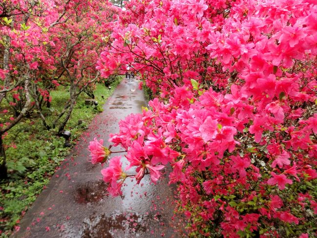 雨に濡れ10万本のつつじは艶やかに☆小室山公園＆ステンドグラス美術館―GW伊豆旅・雨に泣いた1日目編