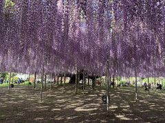 令和の風を感じて　ツツジ咲く舘林・足利の藤の里を訪ねて。