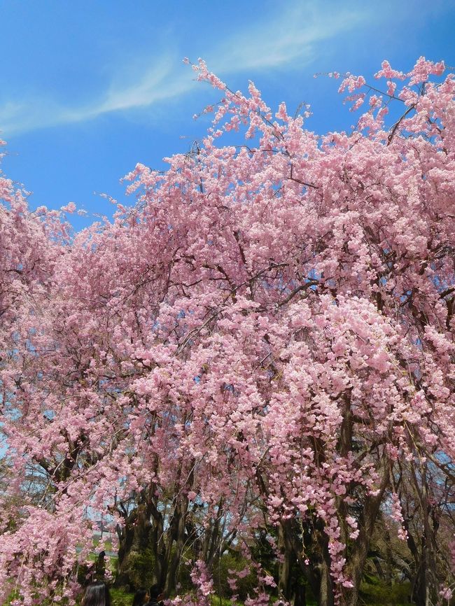 風にそよぐ北上展勝地のしだれ桜(平成最後の東北旅③)