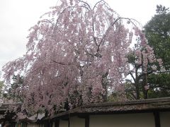 春旅・みちのく花の旅　大内宿～会津若松鶴ヶ城