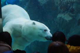 2018年11月　初冬の旭川へ（1日目-2）～旭山動物園へ