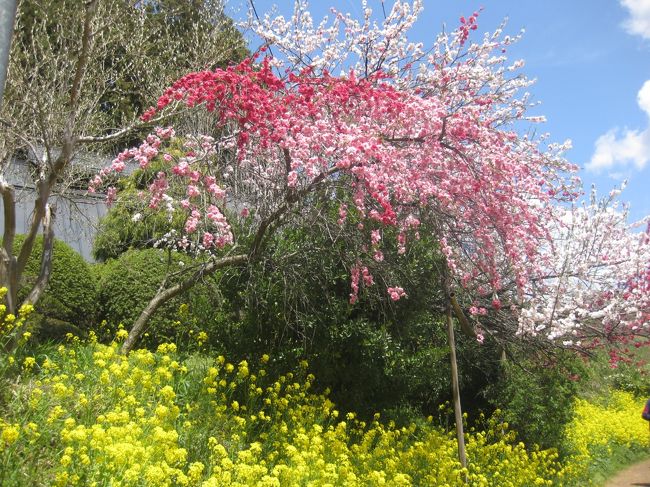 宮城蔵王の遠刈田温泉に泊まり、宮城から、福島へ。<br /><br />あの三春の滝桜の孫桜を見に行きましたが・・・・。<br />でも、道中で桜はたくさん見たので・・・。<br /><br />が、地元のお花見スポットで、満開の桜を見て、磐梯山を見て、満足な一日でした。<br />