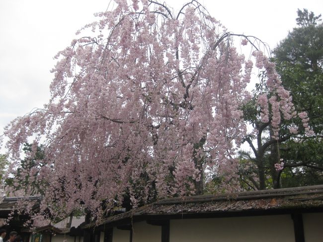 旅の最終日、とうとう朝から雨模様。<br /><br />ところが、大内宿に着くころには雨もやみ、宿場町を散策できました。<br /><br />鶴ヶ城は、多くの人でにぎわい、みちのくの最後のしだれ桜を楽しみました。