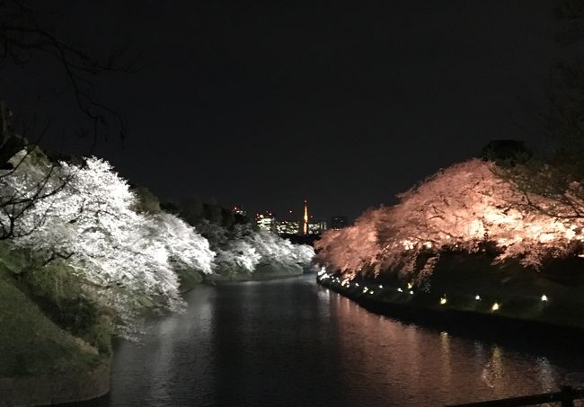 期間限定でライトアップがあるということで、金曜日の夜、会社帰りに寄り道！