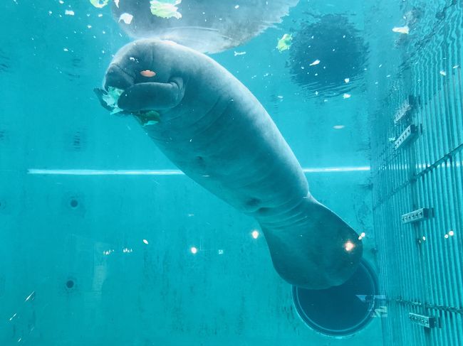 美ら海水族館へ