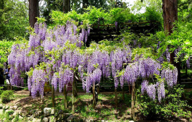 春日大社の社紋が藤の花<br /><br />20品種・ 約200本ほど藤の木が植栽されています<br /><br />萬葉集に詠まれた植物を植栽されている、春日大社萬葉植物園へ<br /><br />萬葉植物園<br />http://www.kasugataisha.or.jp/h_s_tearoom/manyou-s/<br /><br />春日大社<br />http://www.kasugataisha.or.jp/index.html<br /><br />なら旅ネット / 花情報 ふじ<br />http://yamatoji.nara-kankou.or.jp/023flower_spot/kasuga-manyoshokubutsuen/0000000001/<br /><br /><br />