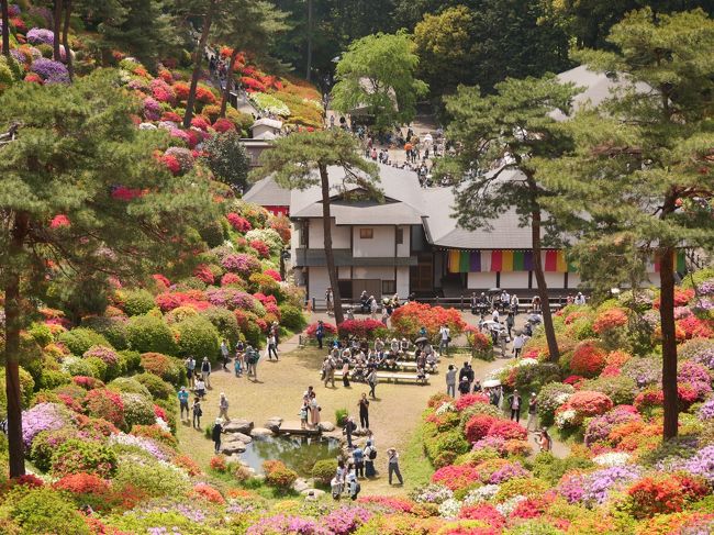 毎年恒例の火渡り荒行と15種約2万本のツツジが見ごろを迎えたと聞き行ってみた。<br /><br />※つつじ祭り2019の概要<br />開催期間；2019年4月8日(月)～2019年5月12日(日) 8:00～17:00<br />入山料；大人（中学生以上）300円、小人（小学生以下）100円<br />交通アクセス； JR青梅線河辺駅下車、西東京バス・都バス 塩船観音入口下車 徒歩10分。<br />※臨時バス；<br />４月２７日（土）～５月６日（月祝）<br />河辺駅北口発　９：００～１４：３０<br />塩船観音入口発　９：４５～１５：１５<br />※１０分～２０分間隔で運行<br /><br />※例大祭火祭り荒行<br />５月３日　11：00～