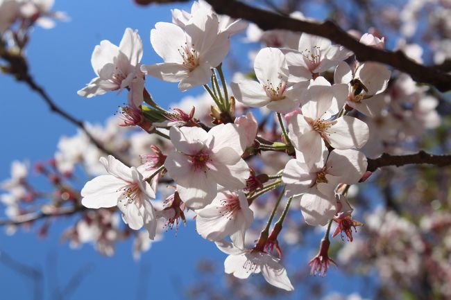 東京に行くことになったので4月中旬でも桜が見頃という新宿御苑に行ってきました<br /><br />初めての場所だったのですが、とても広い場所で見ごたえがありました<br /><br />旅行の参考になれば幸いです(∀)