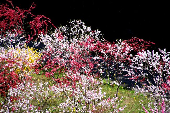 ◆極彩色の花曼荼羅～山森沢・桃源の里 Part１
