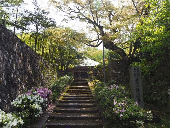 出石の二日目、一宮である出石神社をお参りした後は、そこから１ｋｍほど山の方に行った総持寺へ。<br />それから、秋のドウダンツツジの紅葉が有名な安岡寺へ。<br />どちらも素晴らしい古刹というばかりでなく、お寺の方の親切さのあふれる寺院でした。<br />今回の出石行、素晴らしい神社仏閣ばかり、そして親切な対応、良いことばかりでした。<br />本当に、残り福をいただいた感じです。<br /><br />【写真は、雰囲気の良い総持寺の石段です】