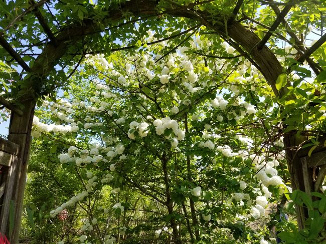 お友達に誘われて、花フェスタにお出掛けです。<br />今回はラン展があると言うことで、ついて行きました。<br />バラが売りの公園ですが、今はまだまだ、モッコウバラが咲いているぐらいです。<br />でも、オオデマリやコデマリが満開で、暑くもなく、気持ちのいい日で、ぶらぶら歩くのにピッタリ。<br />今まで気づかなかったのですが、小さい子の遊び場もそこここにあり、広いので混んでる感もなく、気持ちのいいお散歩ができました。<br /><br /><br />