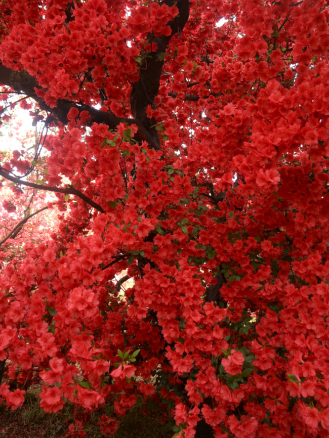 2019年春グランドオープン！した「ムーミンバレーパーク」に行ってきました。<br />ムーミンスペシャルルームに泊まり、子供が小さい頃見ていたアニメ「ムーミン」を追体験してきました。<br />「冬桜の宿・神泉」に泊まり館林市にある「つつじが岡公園」と「茂林寺」に行きます。<br />写真はつつじが岡公園の八重咲きのヤマツツジ<br />