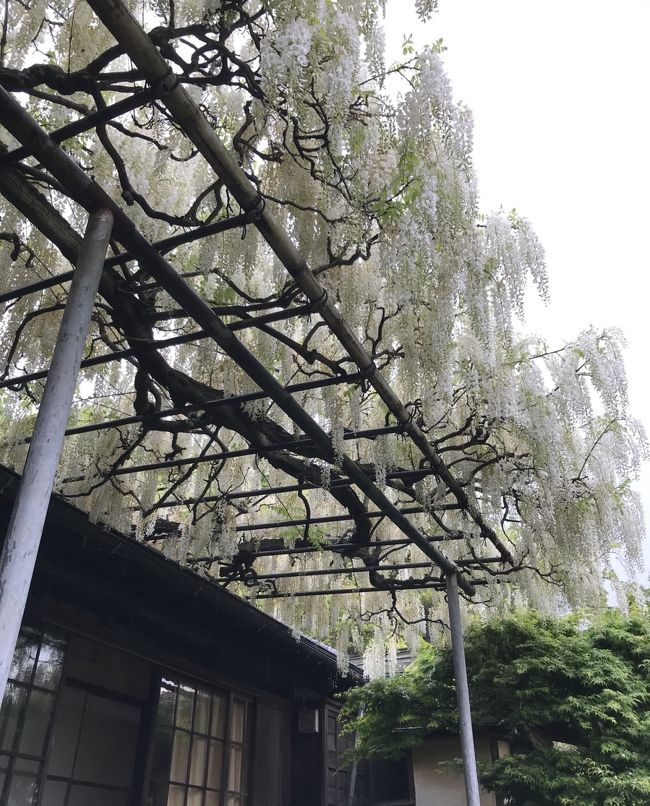 10連休のゴールデンウィーク…<br />昨日までは仕事で、やっと今日から3連休♪<br /><br />朝から良い天気だったので、洗濯と掃除を済ませてどこか行きたいなぁ~<br />…と、近場の鎌倉ツツジが見頃だなぁ~って調べてたら、白い藤の花が咲いている英勝寺を見つけ行って来ました!<br /><br />英勝寺は、現在鎌倉に残っている唯一の尼寺で、徳川家康の側室であるお勝の方が家康の死後出家し「英勝院」と名を改めお寺を建て晩年を送ったそうです。<br />その後江戸時代には水戸徳川家の姫が、代々住職をつとめてきた歴史を持ちます。<br />「花の寺」としても知られ、春は白藤、初夏はあじさい、秋は彼岸花など、四季折々の花々が境内を彩ります。境内の奥に広がる竹林も美しいです。