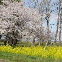 【角館＆男鹿】桜前線を追いかけて①　0日～2日目