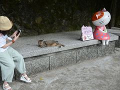 2018年夏、台湾　男一人旅　（４日目猴?猫村と台湾大学他、帰国）(猫写真多め)