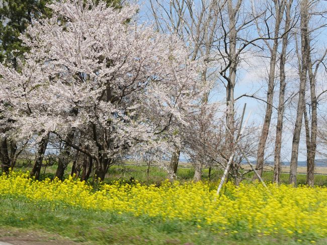 平成最後のGWが10連休と聞いて私は震えた。<br /><br />いやいやいやいやいや、保育園そんなに休みだったら死ぬ!<br />…ワンオペになる夫の人が(私はこういう大型連休だとフル出勤になる)<br /><br />これは我が家の危機!ということで、あの手この手を駆使して休みを多くとり、間に仕事を挟んで旅を中断しつつも8日間の北東北車中泊ツアーを決行したのでした!<br /><br />折角この時期に休みなので、桜前線を追いかけて北東北へ行ってきます!<br /><br />ルート:角館→男鹿→弘前→芦野公園→酸ヶ湯→八戸→十和田市内→花巻→大沢温泉→仙台→白石<br /><br />人生で初めてGWに休みましたが、人多すぎで。つ、つつっ疲っかれt(最早言葉にならない)