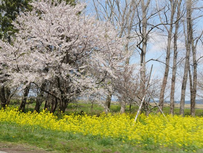 平成最後のＧＷが１０連休と聞いて私は震えた。<br /><br />いやいやいやいやいや、保育園そんなに休みだったら死ぬ！<br />…ワンオペになる夫の人が(私はこういう大型連休だとフル出勤になる)<br /><br />これは我が家の危機！ということで、あの手この手を駆使して休みを多くとり、間に仕事を挟んで旅を中断しつつも8日間の北東北車中泊ツアーを決行したのでした！<br /><br />折角この時期に休みなので、桜前線を追いかけて北東北へ行ってきます！<br /><br />ルート：角館→男鹿→弘前→芦野公園→酸ヶ湯→八戸→十和田市内→花巻→大沢温泉→仙台→白石<br /><br />人生で初めてＧＷに休みましたが、人多すぎで。つ、つつっ疲っかれｔ(最早言葉にならない)