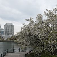 春の横浜♪　Vol.1：横浜ロイヤルパークホテル「フローラ」のランチと汽車道♪