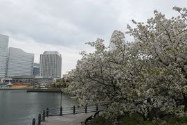 春の横浜♪　Vol.1：横浜ロイヤルパークホテル「フローラ」のランチと汽車道♪