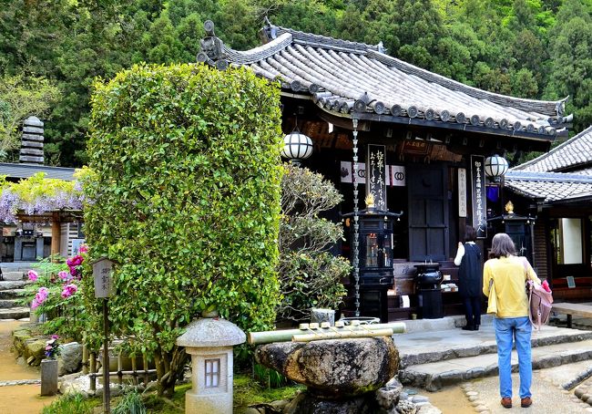 奈良県桜井市初瀬、長谷寺の門前町筋から少し奥まった所に法起院が鎮まります。正式名称を「真言宗豊山(ぶざん)派 総本山長谷寺開山坊 法起院」と言い、西国巡礼霊場の中でも一際小さく、ひっそりとしたお寺です。長谷寺を開基し、また西国観音巡礼の元祖でもある徳道上人が余生を過し、松の木で自己像の法起菩薩を刻んで世を去った終焉の地であり、徳道上人の御廟所ともなっています。<br />こうした縁起から、法起院は西国三十三所「番外札所」に数えられています。因みに、「番外札所」と呼ばれる寺院は3寺あり、法起院の他は西国巡礼を復興させた花山(かざん)法皇が隠棲した兵庫県三田市「東光山 花山院菩提寺」と出家した京都市山科区「華頂山 元慶寺」です。「番外札所」の意味合いは諸説ありますが、一説には西国三十三所観音巡礼を満願できたことへのお礼参りに行く寺院とされます。<br />「番外」であるが故に一時は参詣客が減り、寂れていましたが、随筆家 白洲正子女史ら関東の文化人によって紹介されたのが奏功し、三十三所巡礼のルーツとなる寺院として再び注目されるようになりました。<br />http://www.houkiin.or.jp/