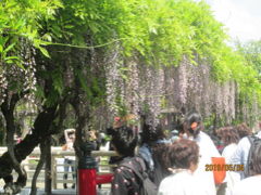 東京の亀戸 亀戸天神社 藤の花散る 亀戸 東京 の旅行記 ブログ By 中国の風景さん フォートラベル 東京の亀戸 亀戸天神社 藤の花散る 亀戸 東京 の旅行記 ブログ By 中国の風景さん フォートラベル