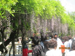 東京の亀戸・亀戸天神社・藤の花散る