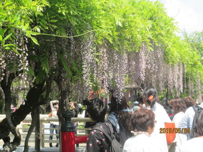 今日は天気も良いし亀戸天神の藤まつりが５月６日までなので見に来ました。「亀戸天神には15の藤棚が設置されていて、例年4月下旬頃から50株以上もある藤の花が一斉に咲き始め、甘い香りが境内に漂います。見頃を迎える頃には、心字池に写る美しい藤の姿を見ようと多くの人が訪れ『東京一の藤の名所』として賑わいます。」と書いてありますが残念ながらもう終わりで緑の葉の部分が大きく伸びて、藤の花は枯れて、僅かに残るのみとなりました。それでも10連休で大勢の人が訪れています。令和元年の御朱印を頂いて来ました。このお祭り期間の御朱印も戴きました。年号が令和です。更に藤祭の印も押されています。テレビで見ましたが御朱印をメルマガで販売している罰当たりがいるそうです。一番高いのが明治神宮の5月1日の日付のもので4万か5万円の値段が付いているそうです。亀戸天神「藤まつり」とほぼ同時期に、東京・文京区の根津神社では「文京つつじまつり」が。さらに台東区の上野東照宮では「春のぼたん祭」が開催されます。亀戸駅前から上野公園行きのバスに乗りました。このバスは最初に亀戸天神（藤）、次にスカイツリー、浅草浅草寺、根津神社（つつじ）、上野公園（牡丹）と観光コースを走っています。<br />