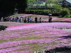 「花のじゅうたん」　三田市永沢寺の芝桜