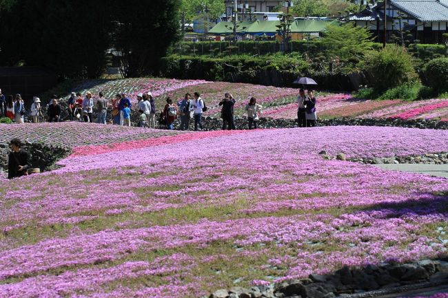 「花のじゅうたん」　三田市永沢寺の芝桜<br /><br />たくさんの人で賑わっていました。