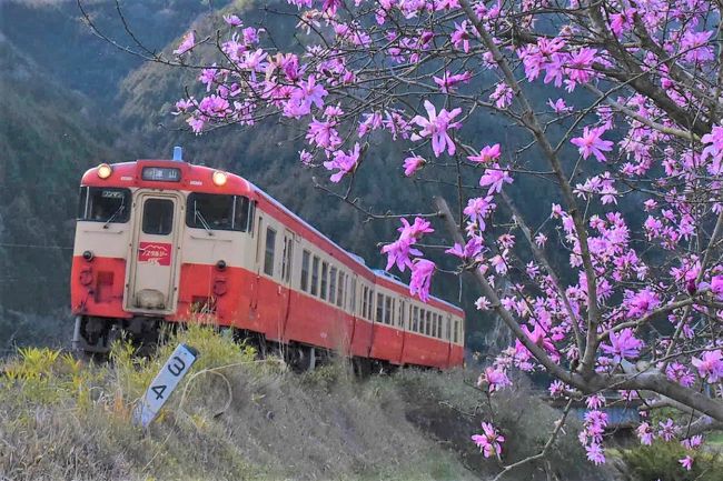 JR津山線は岡山駅と岡山県北東部に位置する津山駅を結ぶ路線です。<br />明治31年（1898）中国鉄道本線として岡山～津山口間が開業（後に津山駅まで延伸）し、その後、国鉄津山線となりJR西日本へ引き継がれました。<br /><br />津山線には一部の駅に古い駅舎が現役で使われており、明治31年開業当初の「弓削駅（ゆげえき）」、翌々年開業の「建部駅（たけべえき）」があります。<br />弓削駅は、岡山県最古の木造駅舎で、屋根や柱に特徴があります。<br />建部駅は、駅内部に手小荷物窓口跡などがあり、国の登録有形文化財に指定されています。<br /><br />津山線には昭和30～40年代に気動車で使用されていた懐かしいカラーリングを復刻した「ノスタルジー車両」が走り、偶然乗り合わせることができます。<br /><br />今日は岡山駅から津山線に乗り、明治期の駅舎が残されている弓削駅と建部駅を訪れます。<br />津山線沿線は、里山の中にポツポツと桜が咲き始めています。<br />途中の神目駅（こうめえき）手前には、大きなシデコブシの赤紫色の花が目に入り、ここで下車して鉄道写真を撮ることにします。<br />今晩の宿は津山駅前のホテルアルファワン津山です。<br /><br />なお、旅行記は下記資料を参考にしました。<br />・津山市「津山市のプロフィール」<br />・岡山まるごと情報発信ポータルサイト「”晴れの国おかやま”と呼ばれる理由は？」<br />・津山瓦版「JR津山線弓削駅駅舎」<br />・ルーフパートナー「しころ屋根について」<br />・久米南町「マスコットキャラクター カッピー」<br />・岡山市「レトロな木造駅舎（建部駅）」<br />・JR西日本 NEWS RELEASE「春季臨時列車の運転について」、2019.1.18岡山支社<br />・日本野鳥の会、フォトギャラリー野鳥図鑑「ツグミ」<br />