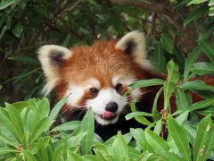 東京都大島公園  可愛く成長したツバキちゃん＆ツツジちゃん、そして、美しく成長してくれたアスナロちゃん！！