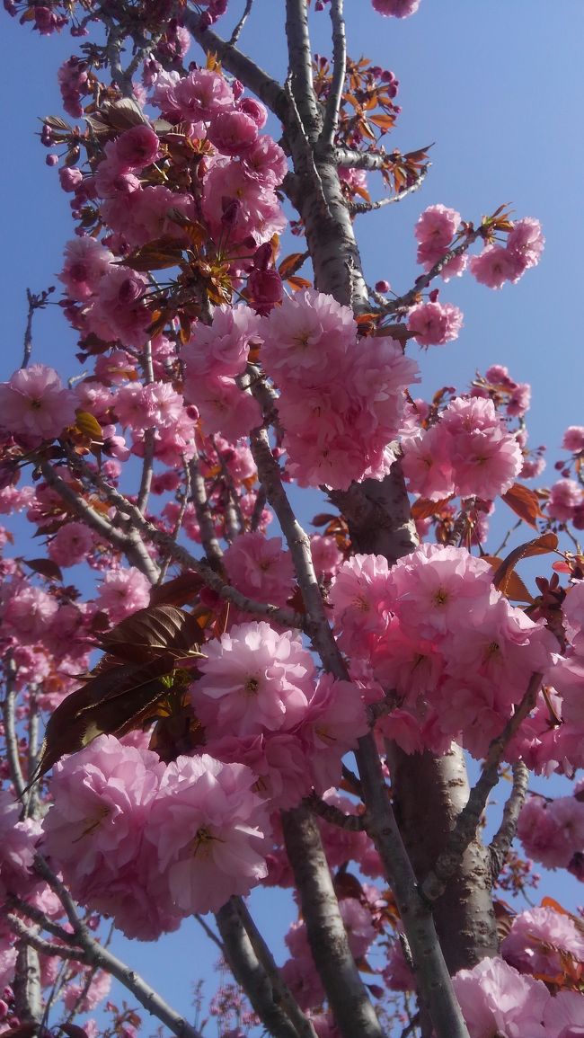 2019年5月1日。<br />大連からバスで203高地へ。<br />労働節の祝日と桜の季節が相まって桜花園は大賑わい。<br />帰りは地下鉄12号線で大連へ。