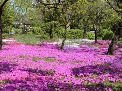 春の川口グリーンセンター♪　Vol.9：ひっそりと咲くシャクナゲ・ピンク絨毯の芝桜♪
