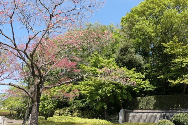 春の川口グリーンセンター♪　Vol.7：新緑の美しい木々や赤のつづし♪