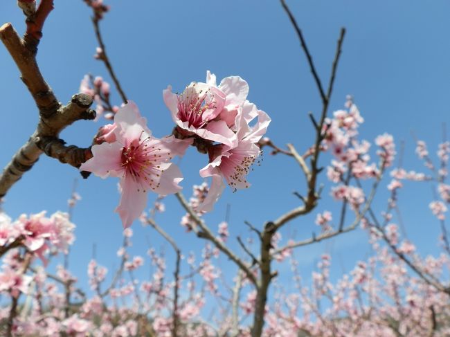 　「見晴らし抜群の桃源郷を歩いてみませんか」のキャッチコピーに誘われて「桃源郷を歩こう2019」に参加しました。主催が笛吹市観光物産連盟、共催が笛吹市でした。<br />　笛吹市は、甲府盆地の東寄りに位置します。2006年度の桃の収穫量は22,900トン、ぶどうの収穫量は14,400トン、いずれも自治体別では全国1位だった。この実績から、2005年10月には「桃・ぶどう日本一の郷」を、2013年4月には「日本一桃源郷」を宣言しました。。<br />　<br />　「桃源郷を歩こう2019」は、4月5日（金）春日居会場、4月7日（日）御坂会場で二日間開催された。フラットで春日居町駅から近い春日居会場と甲府盆地を一望する眺望が素晴らしい御坂会場のコースを歩く、それぞれ日本一の笛吹市桃源郷を満喫できるウォーキングプログラムです。<br />　<br />　参加したコースは、4月5日（金）の春日居コース。受付・スタート場所は春日居スポーツ広場です。ウォーキングルートは約8ｋｍ/所要時間、約3時間～4時間です。<br />