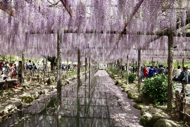 江南の曼荼羅寺と並んで藤で有名な津島の藤<br />名鉄ハイキングに藤まつりに行くコースがあったので、参加しました。