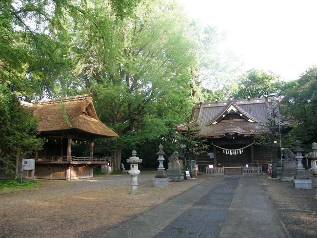 そろそろ玉敷神社の大藤が見ごろだろうと、混むので早朝行くことにして出掛けました。<br /><br />大ふじを堪能してから玉敷神社と玉敷公園を散策しました。<br /><br />その後、騎西城と隣接する公園(多目的広場)の三色フジを堪能<br /><br />