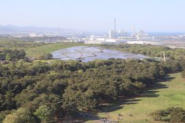 ひたち海浜公園・・約450万本のネモフィラが丘一面を青一色に染め上げ、約25万本のチューリップが咲き誇ります。