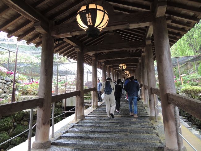 観音信仰の聖地とされてきた「長谷寺」。<br />一年を通じてさまざまな花が咲き誇り、「花の御寺（みてら）」と呼ばれています。<br />５月の室生寺は牡丹が有名。<br />連休で多くの人が訪れていましたが、生憎の雨で、水を含んだ牡丹の花が重そうに～！