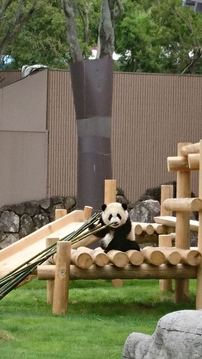 GWに、苺狩り、白浜周辺、アドベンチャーワールドに行って来ました。